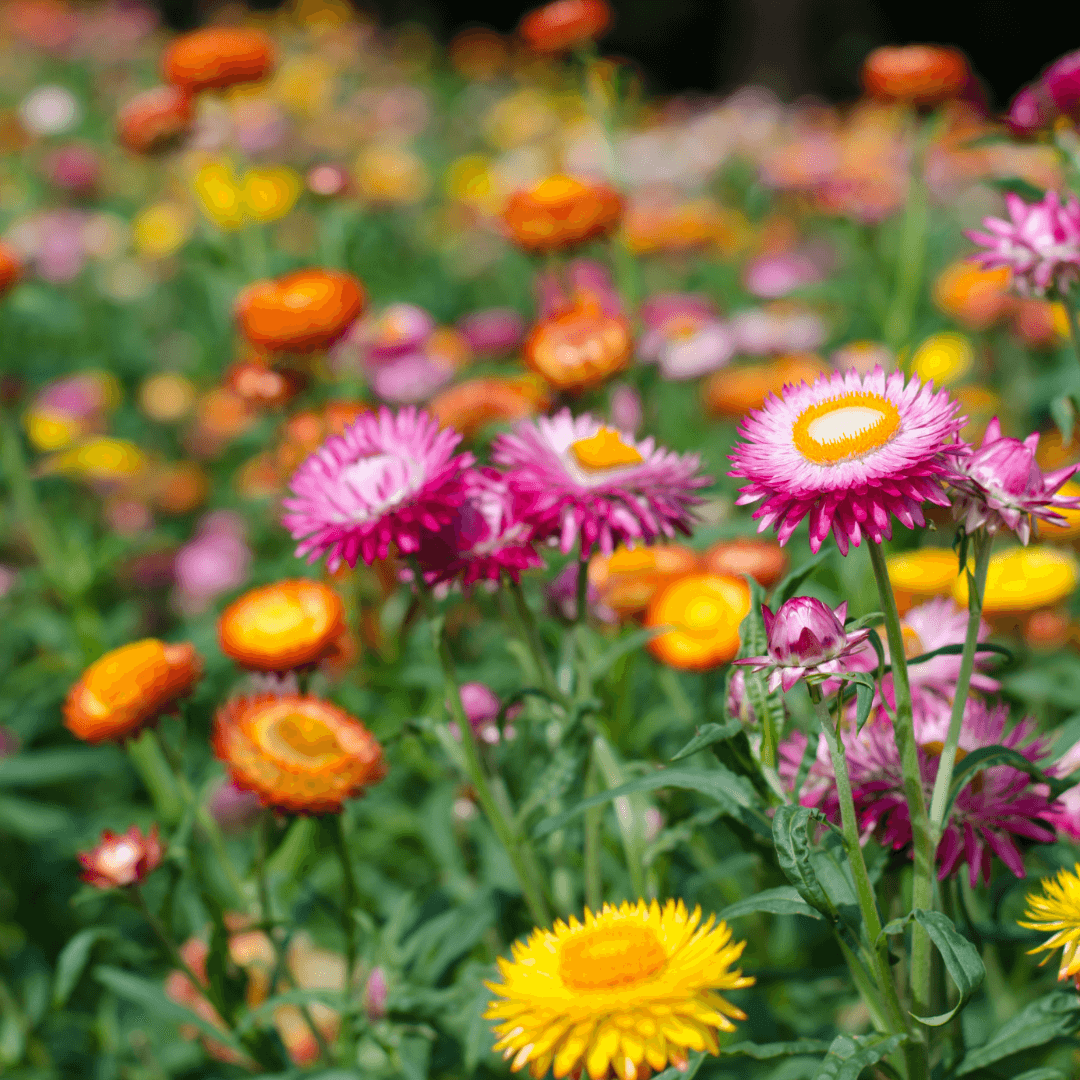 Strawflower Paper Daisy Helichrysum Monstrosum Seeds