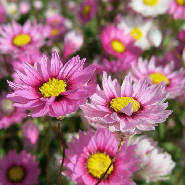 Paper Daisy- Rose seeds