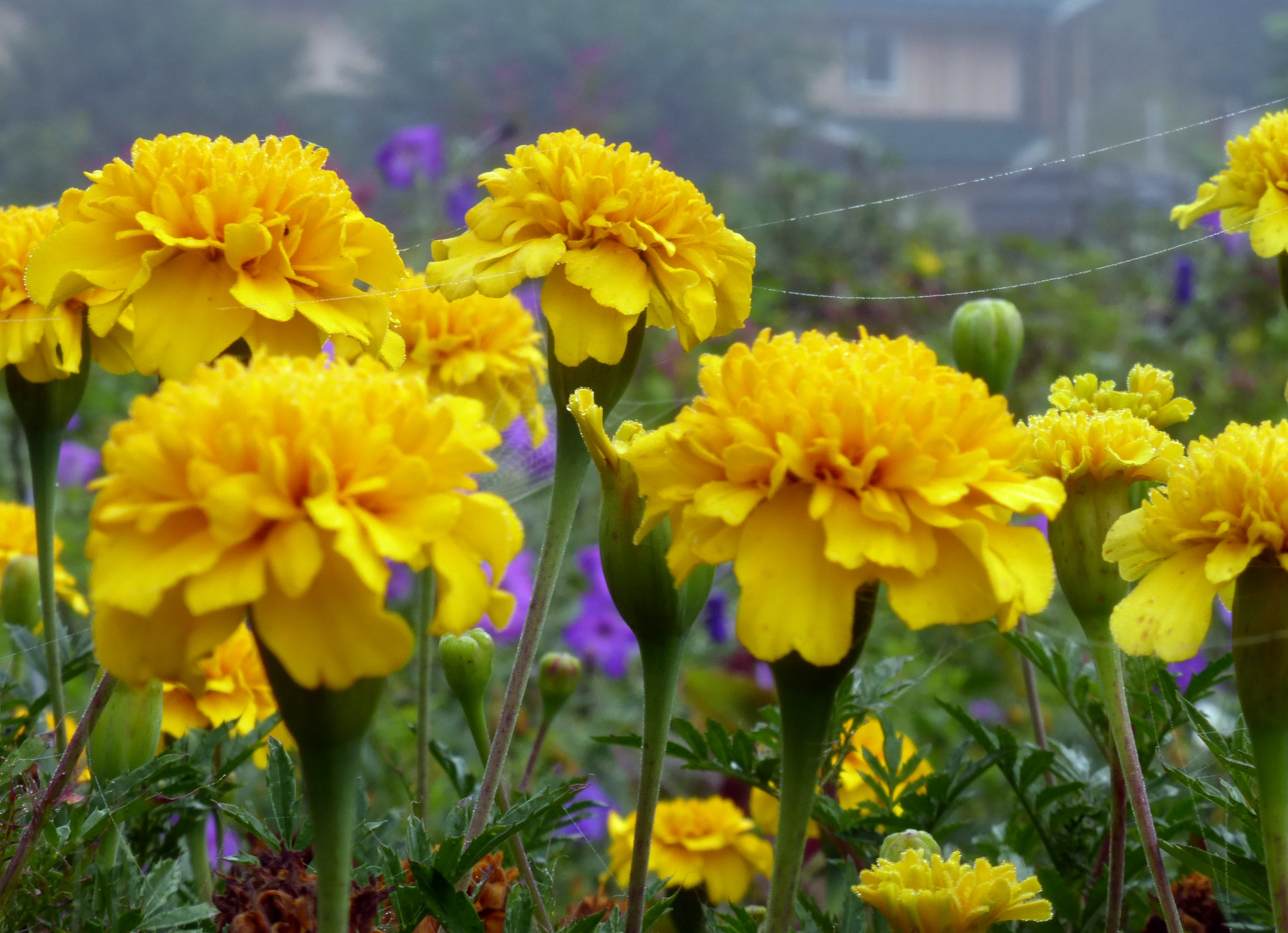 Grow Your Own Sunshine With These Golden Yellow Blooms